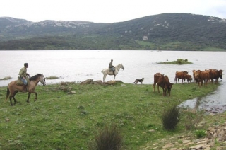 como los vaqueros